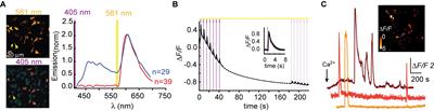 Red Photoactivatable Genetic Optical-Indicators